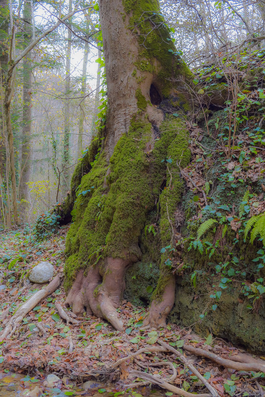 Дерево "Каракатица" - Алексей Михайленко