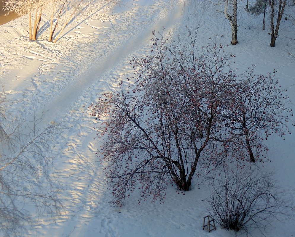 Вид сверху . Рябина в инее . - Мила Бовкун Вид сверху . Рябина в инее . - Мила Бовкун