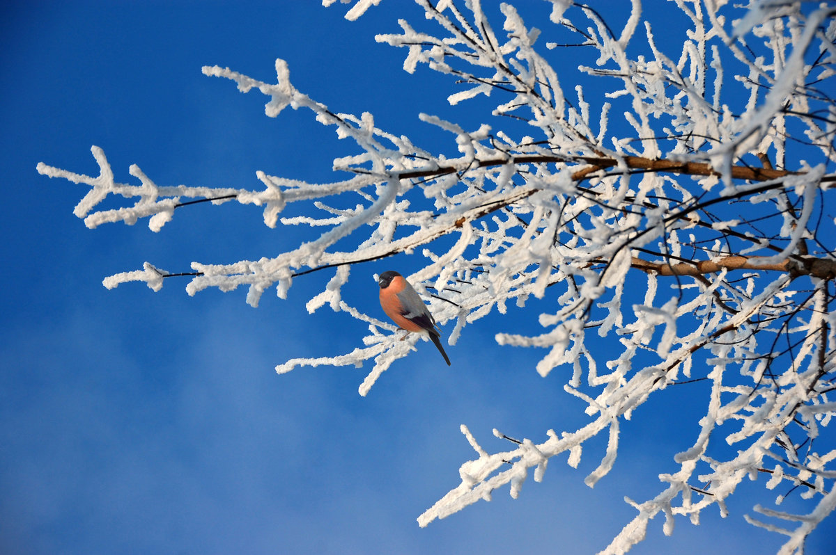 Снегирек - НАТАЛИ natali-t8 Снегирек - НАТАЛИ natali-t8