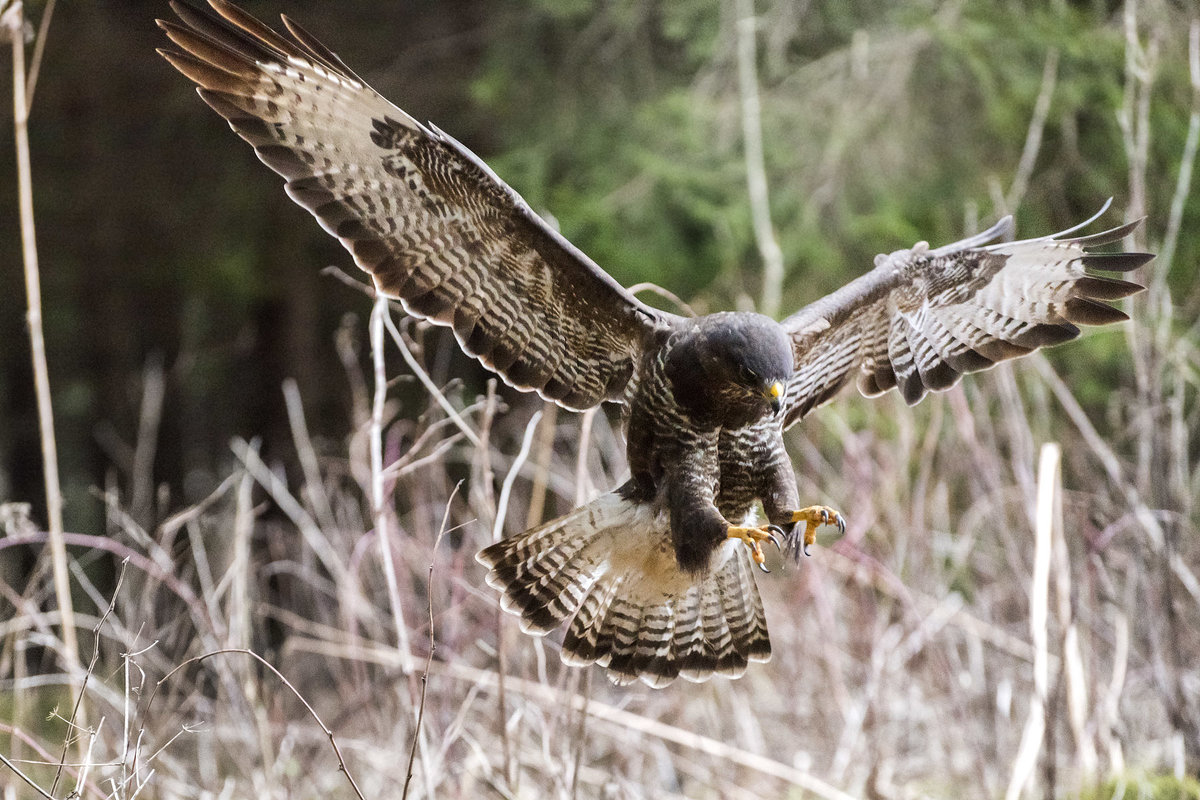 Hard attack... - Ramunas Einoris