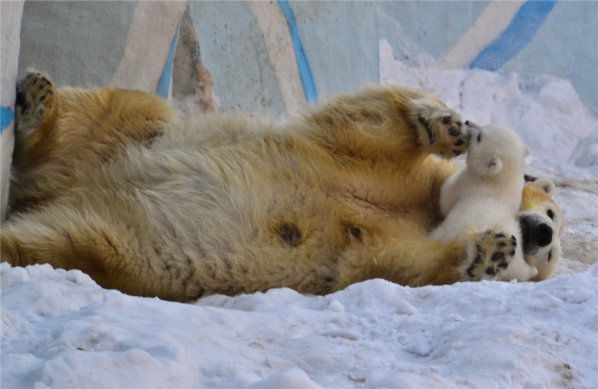 Новосибирский зоопарк. - cfysx 