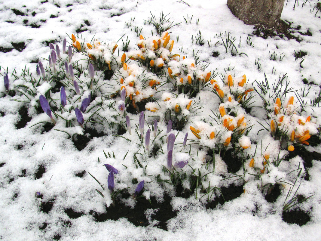 Весна пришла...  и ушла - super-krokus.tur ( Наталья )