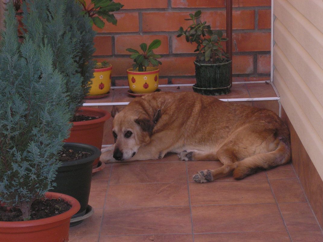 В ожидании хозяев - Булаткина Светлана 