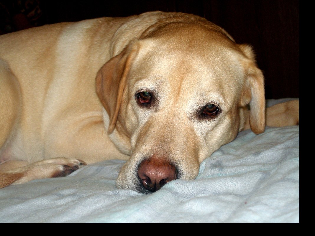 Грусть одолела. - Igor Osh Грусть одолела. - Igor Osh