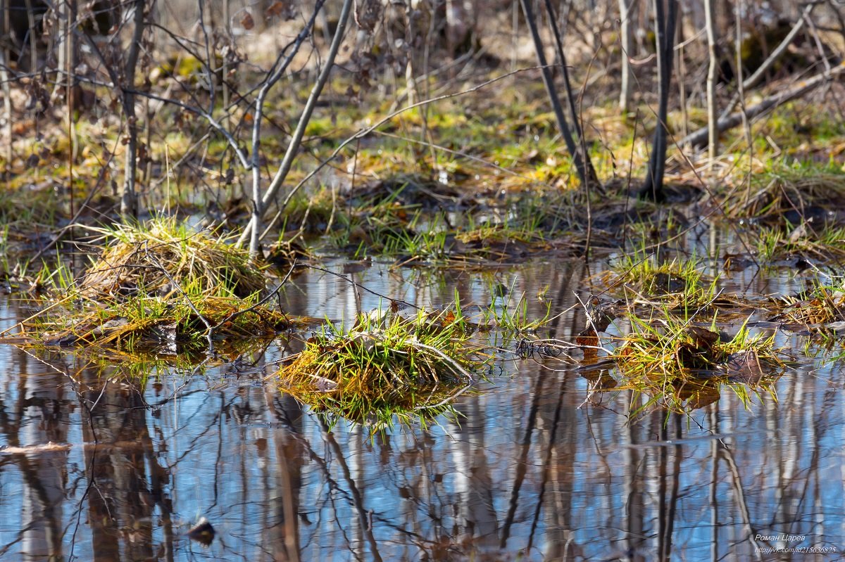 Первые признаки весны - Роман Царев