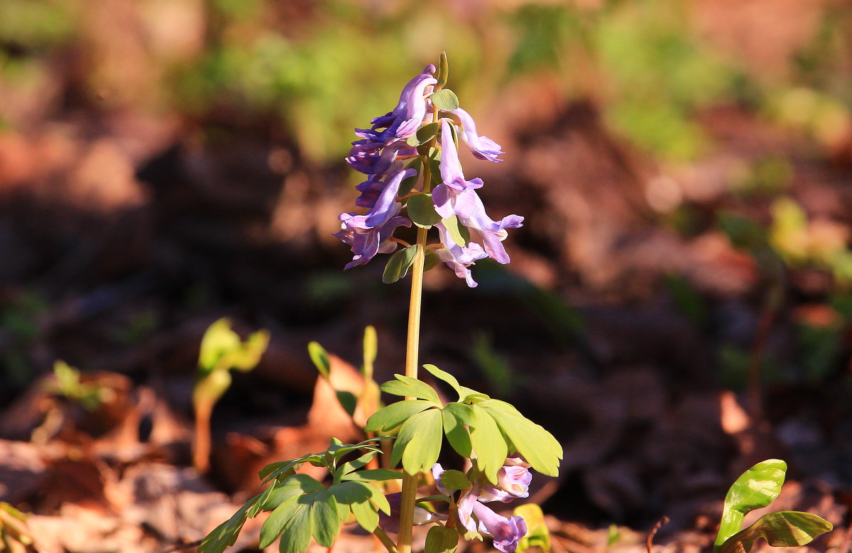 Первая красавица парка - Татьяна Ломтева