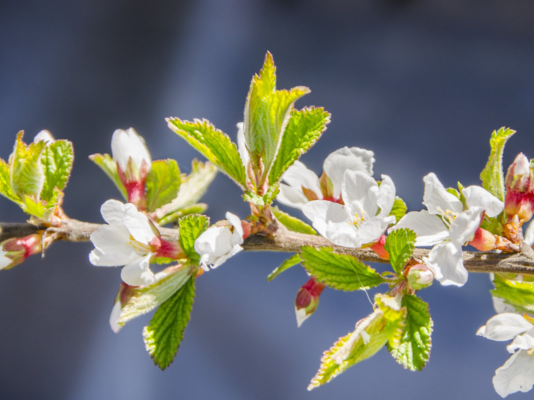 + - Николай П.