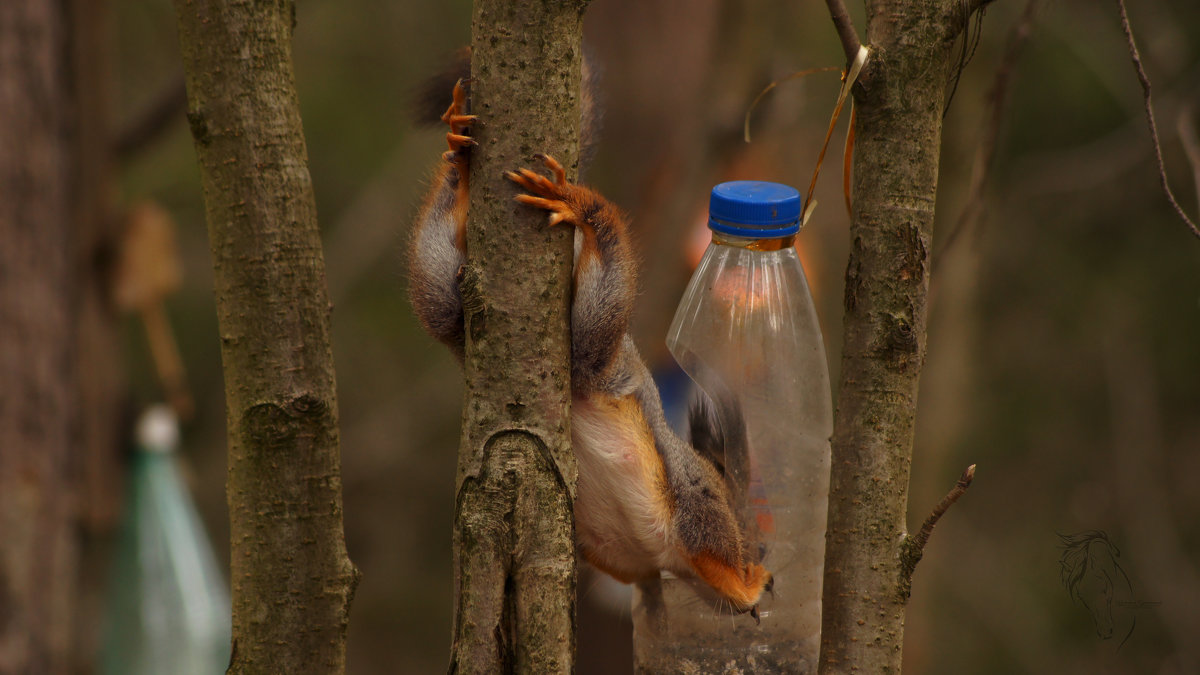 Белочка - Кристина Щукина