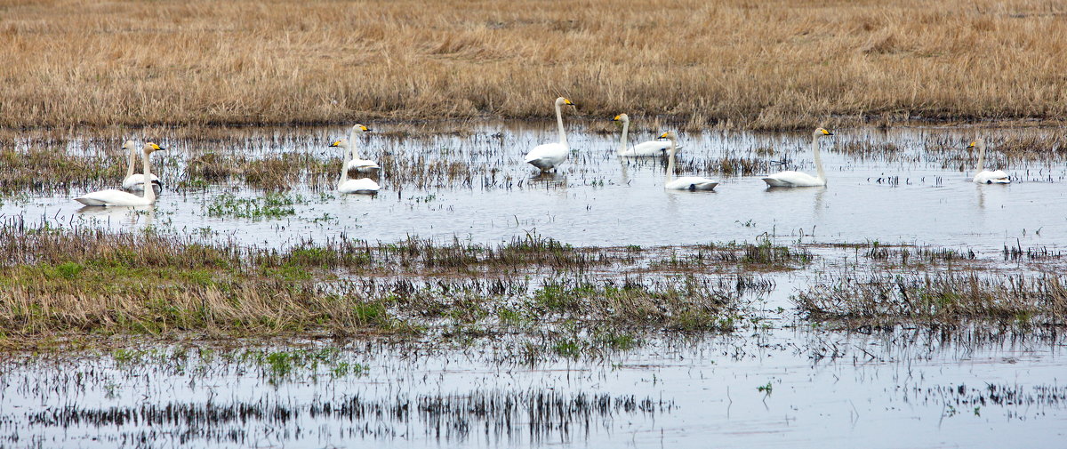 *** - Олег Петрушов