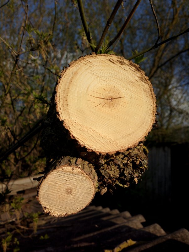 Древесина на солнце - Николай Филоненко Древесина на солнце - Николай Филоненко