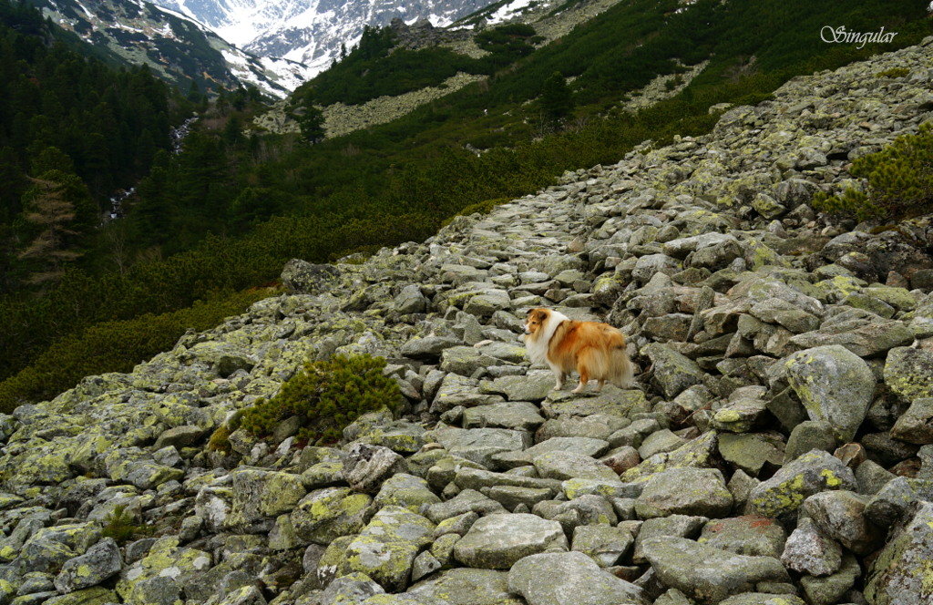 High Tatras. Татры Высокие. - Tatiana Golubinskaia