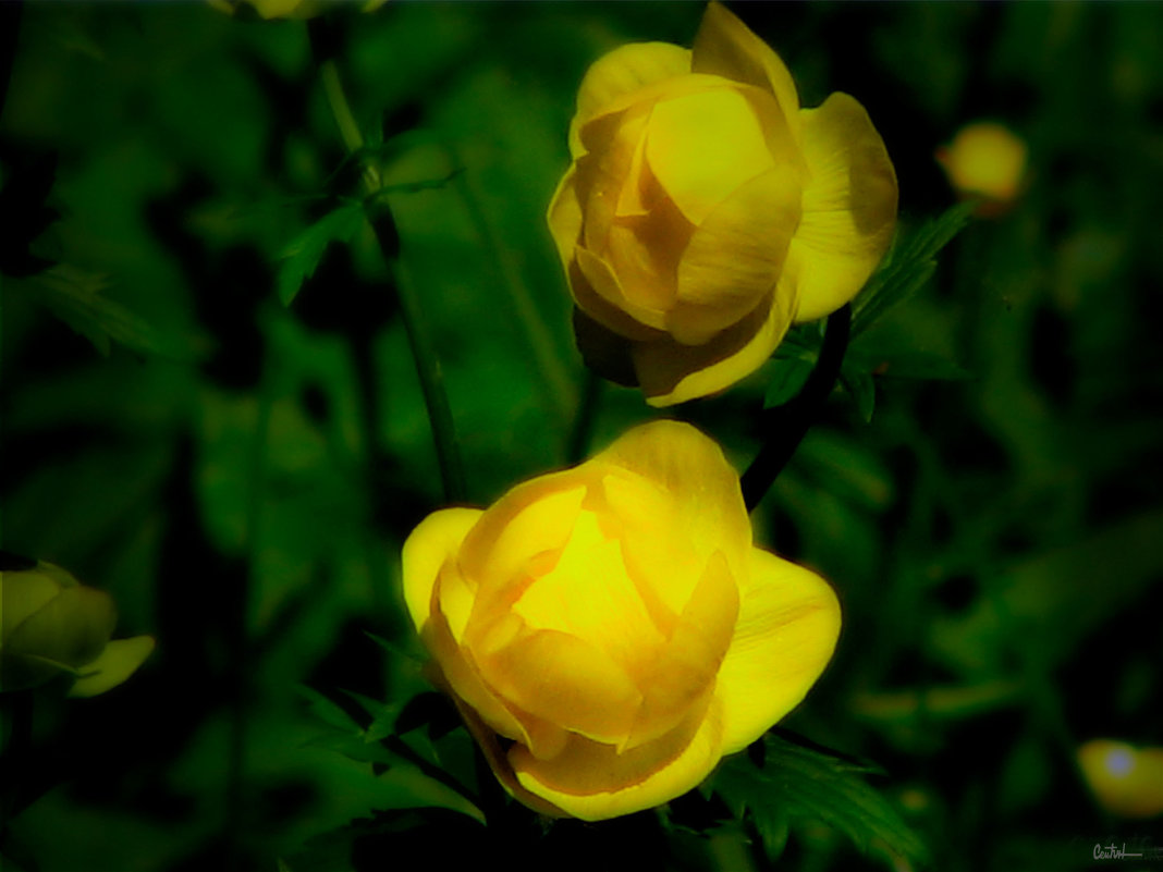 Купальница - Юрий 