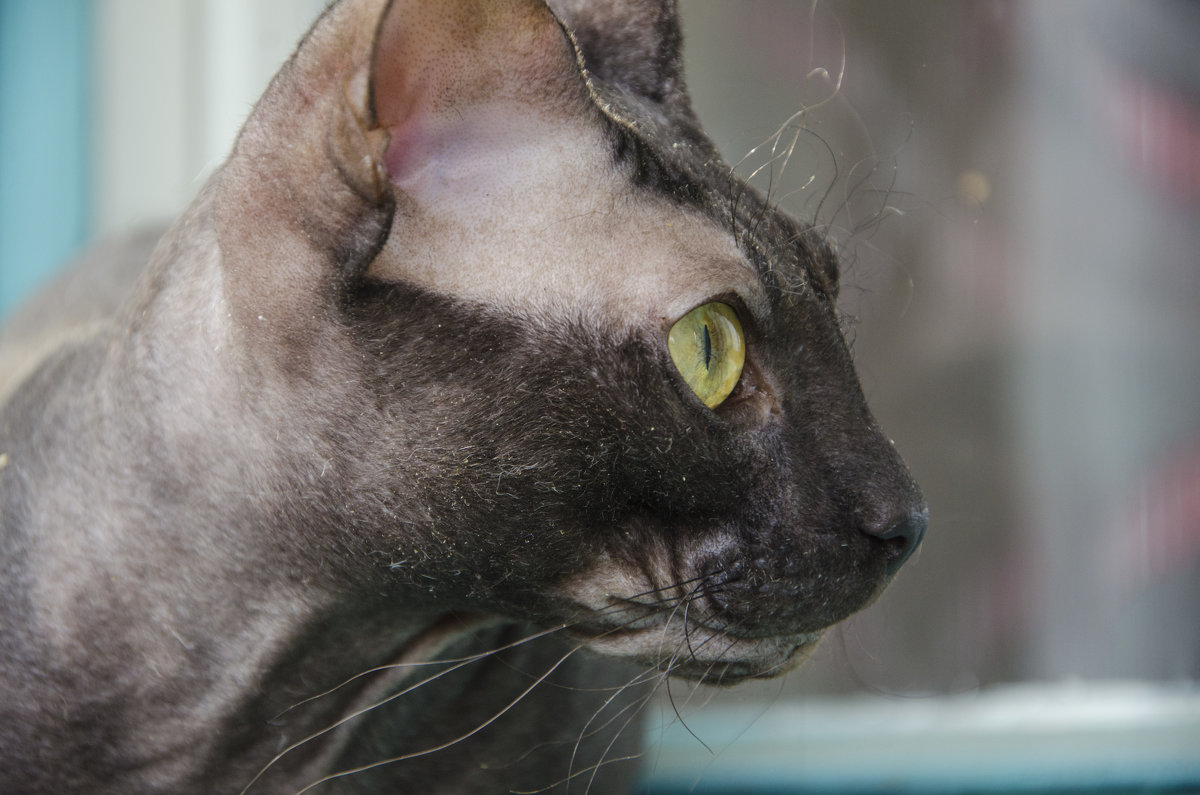 Кот по имени Set - Константин Хлапов Кот по имени Set - Константин Хлапов