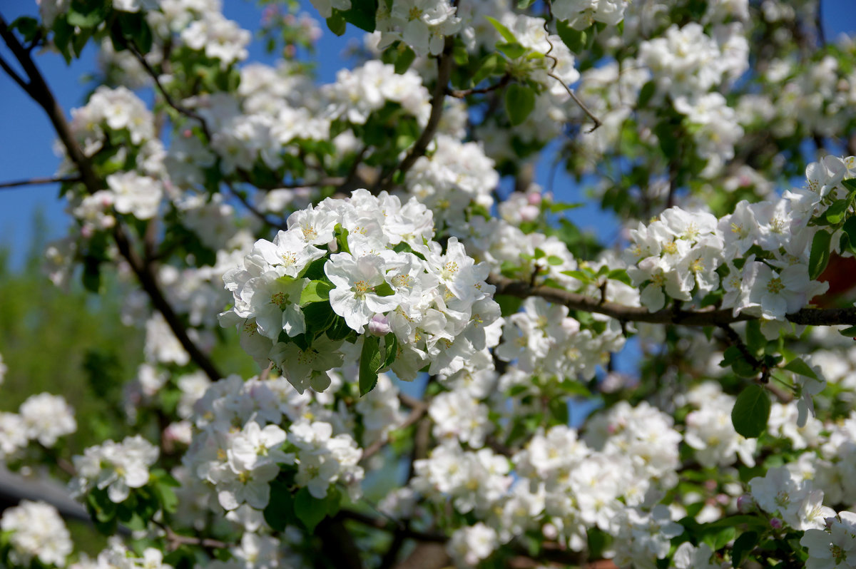 ... - Олег Сидорин