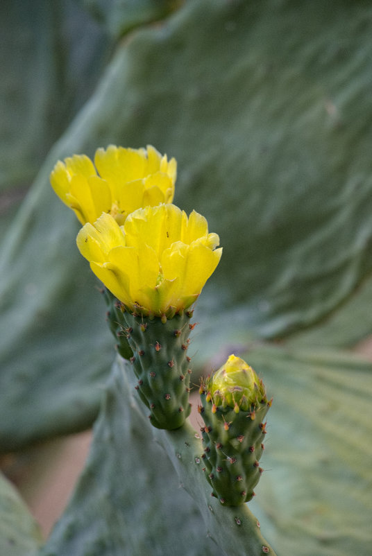 Опунция. - Александр Деревяшкин Опунция. - Александр Деревяшкин