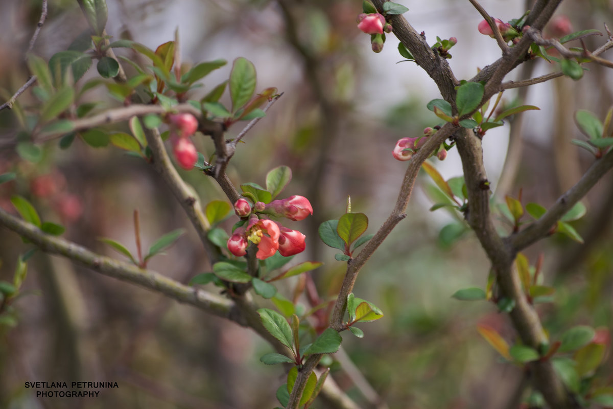 * - Светлана Петрунина * - Светлана Петрунина