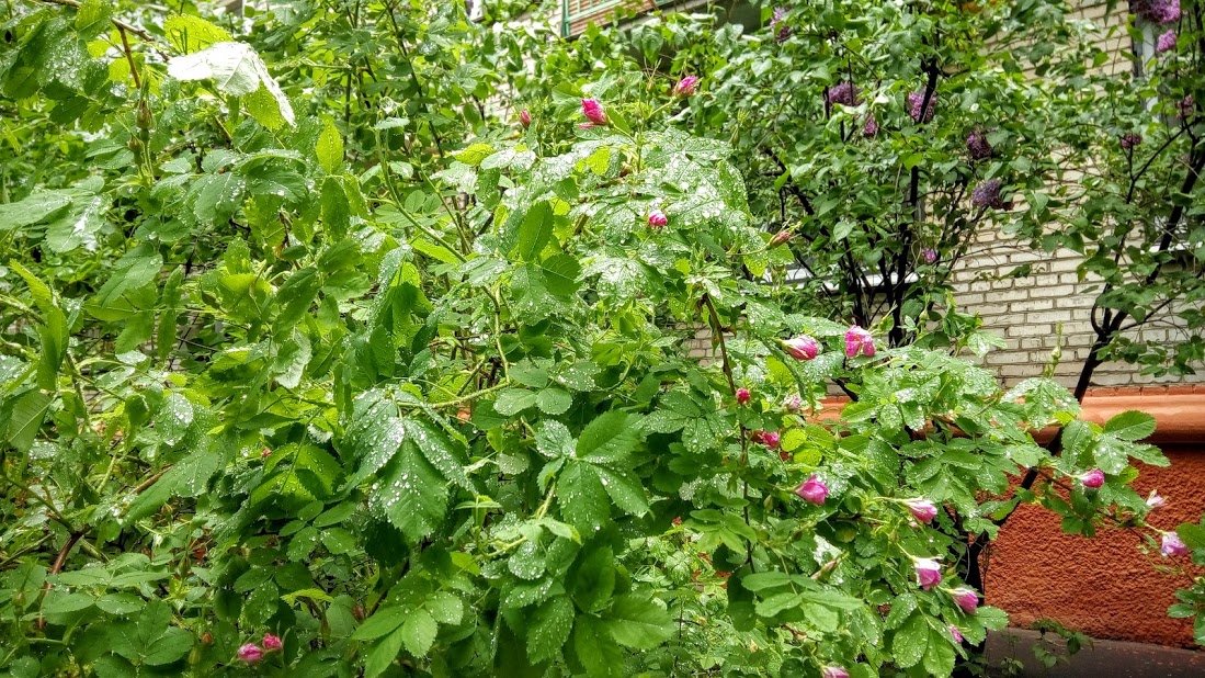 Зацвел шиповник. - Larisa Ereshchenko