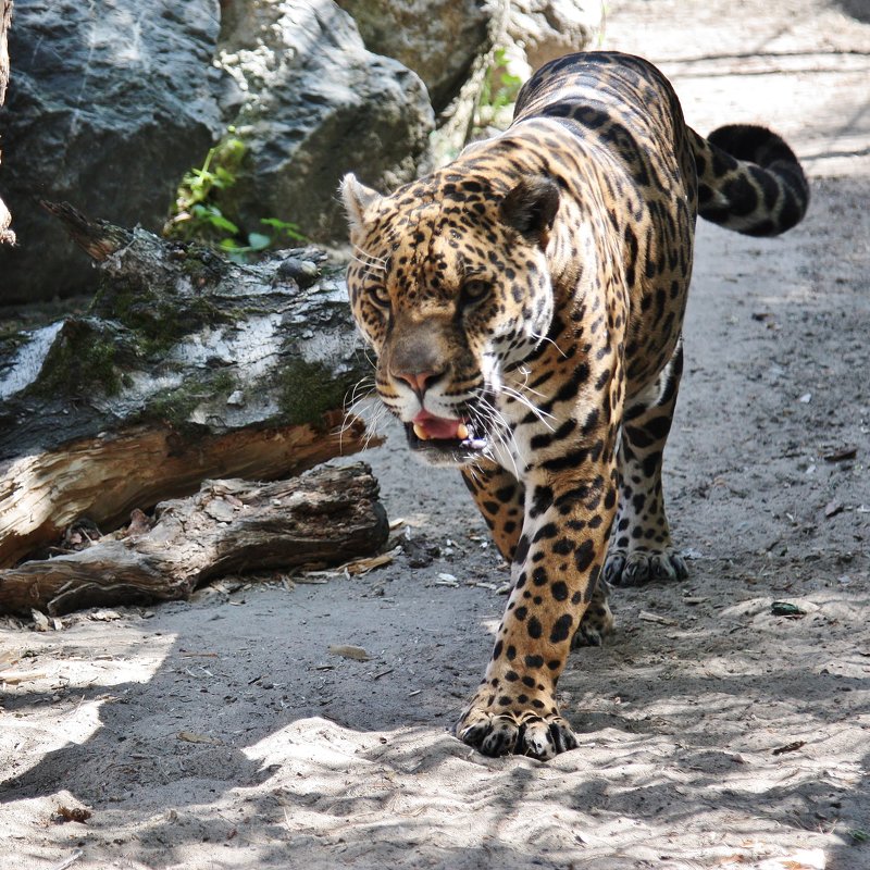 1959 - Аркадий Лаптенко