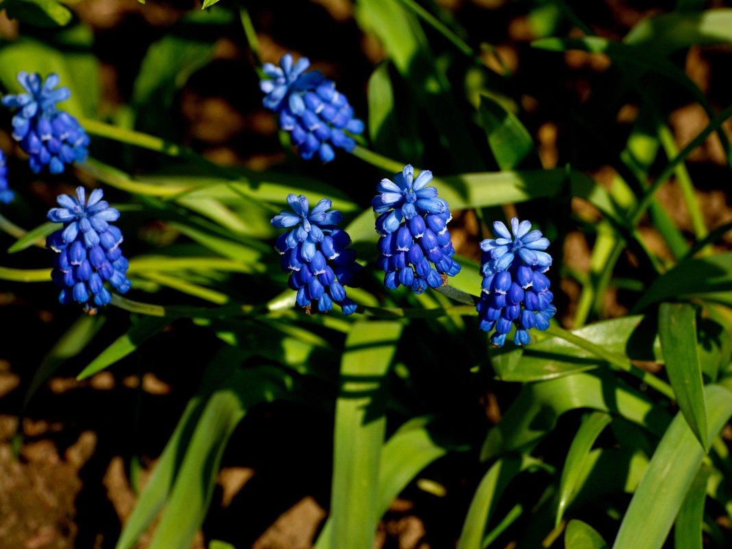 мускарики - linnud 