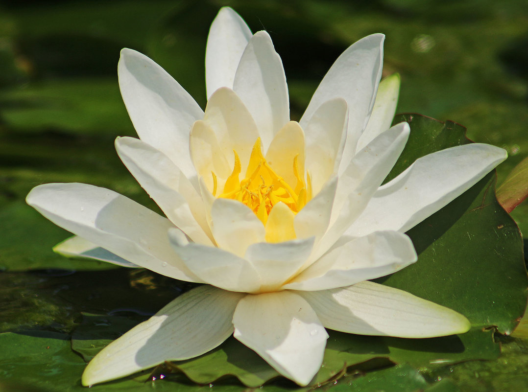 Королева - Alexander Andronik