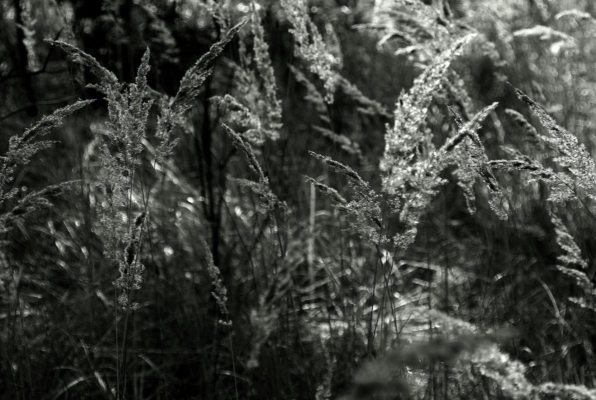 Травы.... - Валерия Полещикова Травы.... - Валерия Полещикова