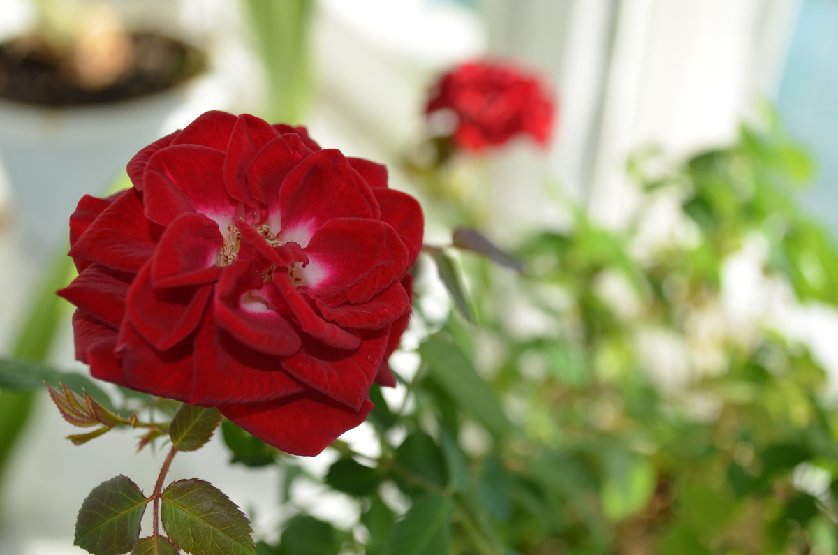 Роза - Анна Коновалова