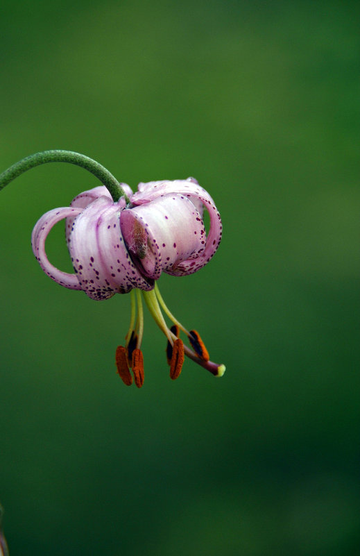 *** - Наталия Короткова