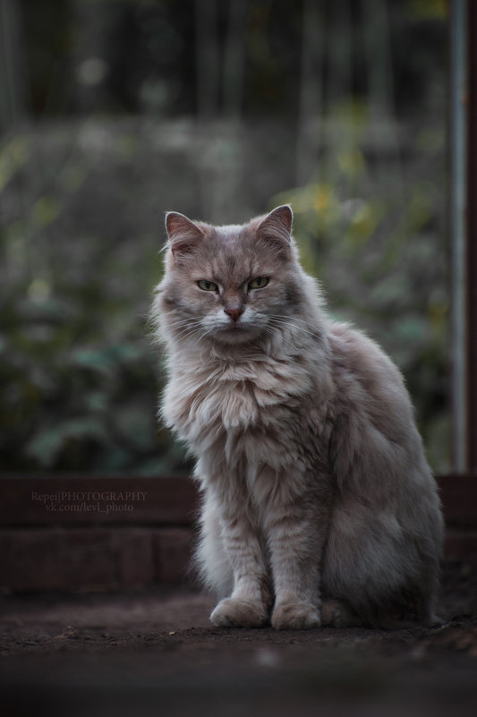 Кошачий пафос - Валерия Репей