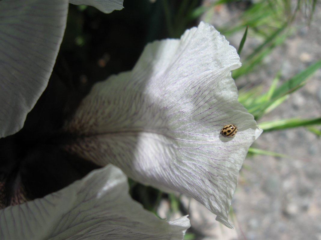 Iris bismarckiana - Volodya Grigoryan