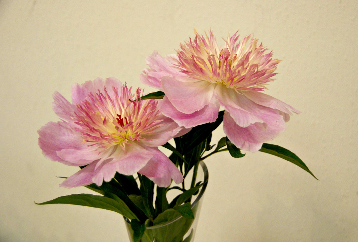 *** - Наталия Короткова