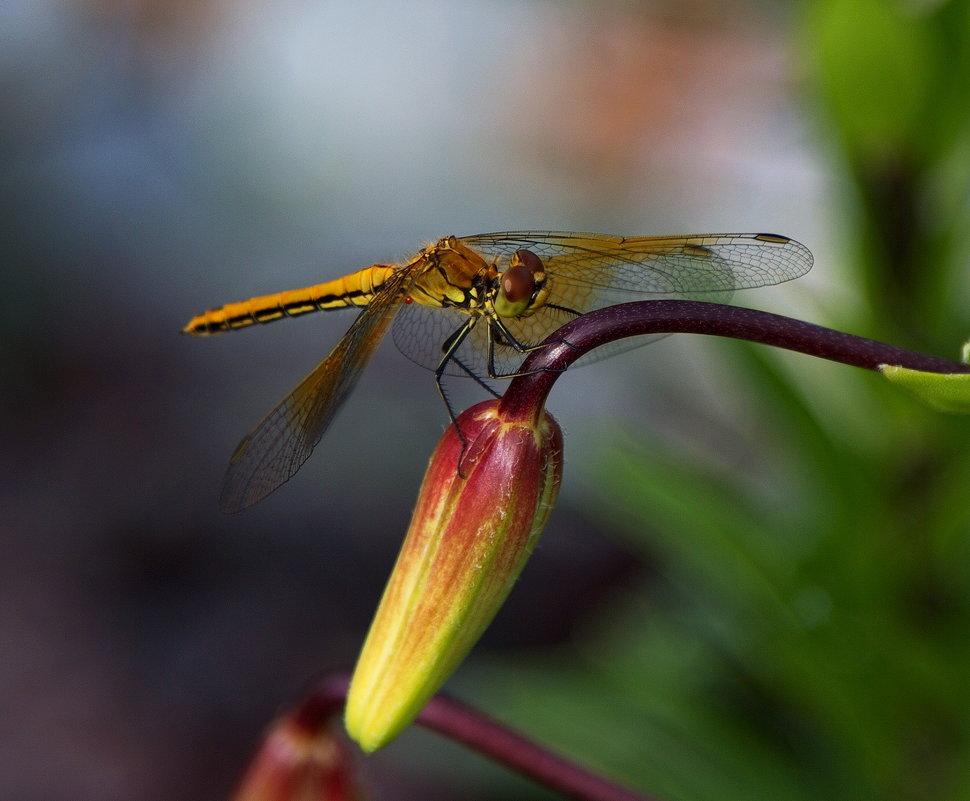 Dragonfly. - Алексей Хазов