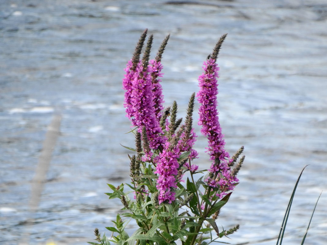 мои любимые оттенки..... - Михаил Жуковский мои любимые оттенки..... - Михаил Жуковский