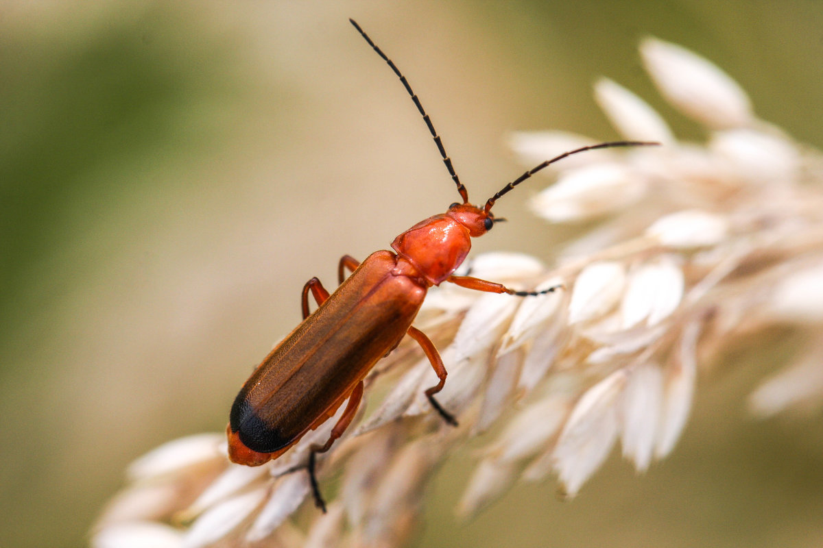 Букашка1 - Светлана Щербакова Букашка1 - Светлана Щербакова