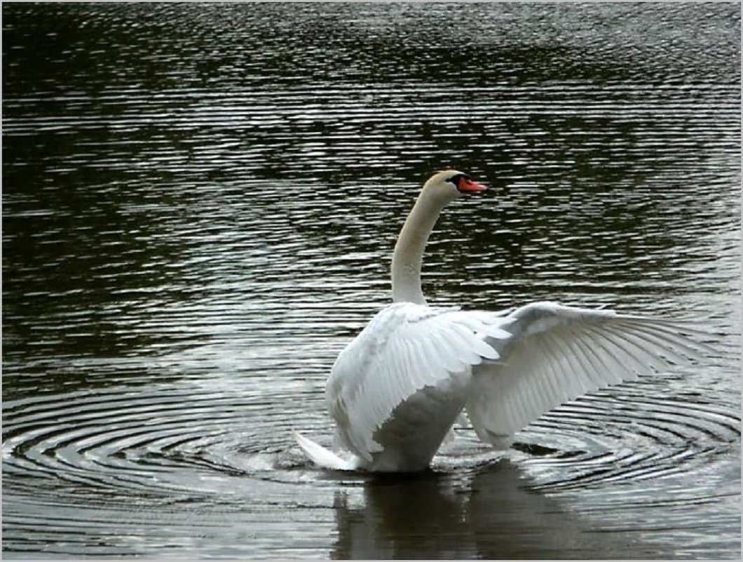Распахнитесь крылья... - Маргарита Батырева