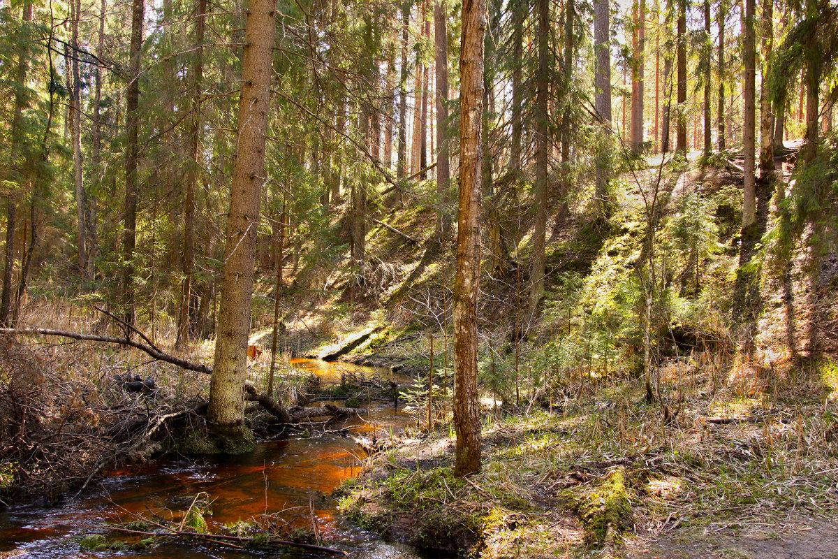 Лесной ручей - Наталья 