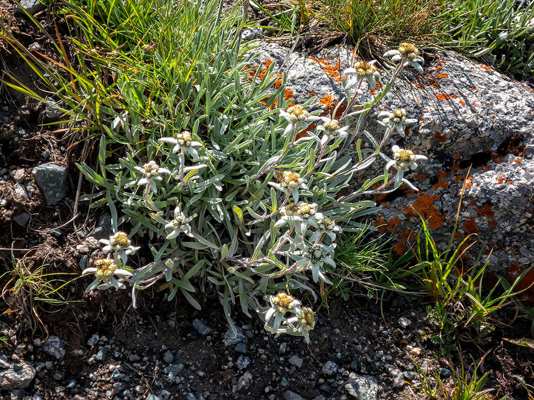 * - Владимир Амангалиев