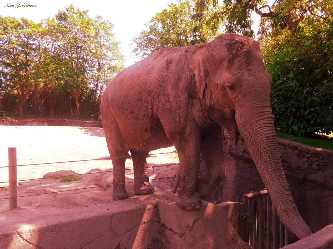 Hamburg. Hagenbeck Tiergarten - Nina Yudicheva