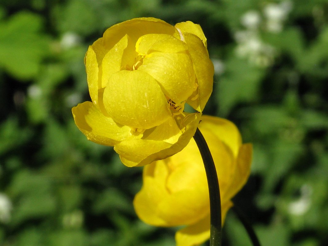 Жарки - Наталья 