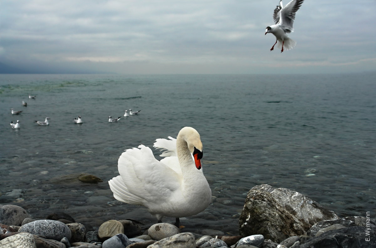 королева озера - Elena Wymann королева озера - Elena Wymann