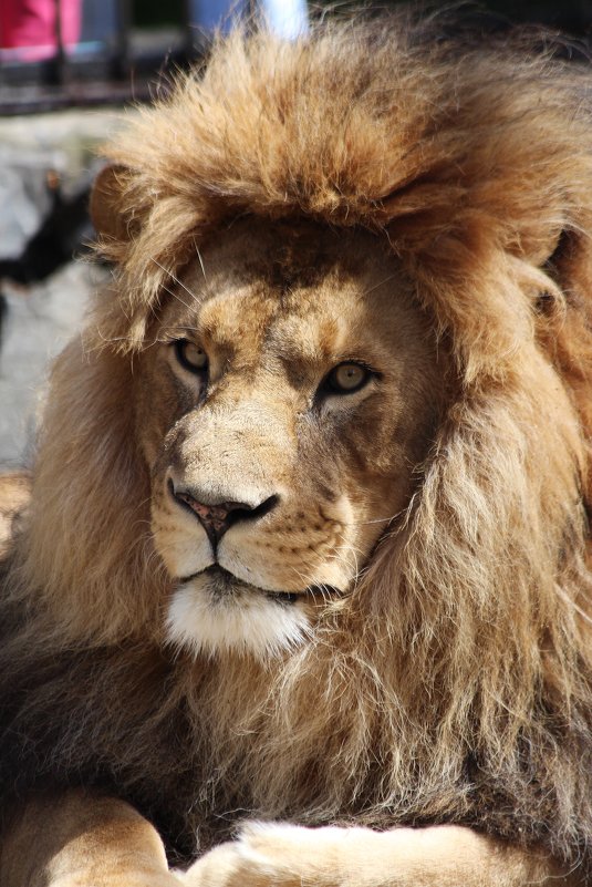 Африканский Лев по имена Самсон - Владимир Шадрин Африканский Лев по имена Самсон - Владимир Шадрин