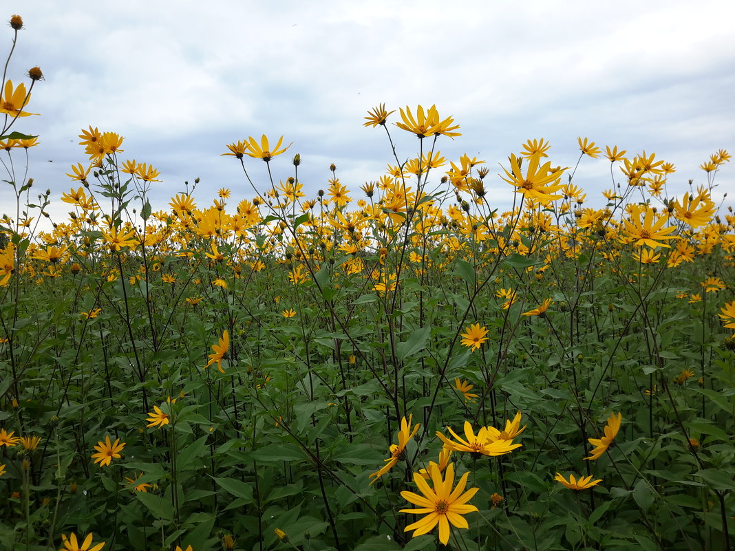 Цветы - Глен Ленкин