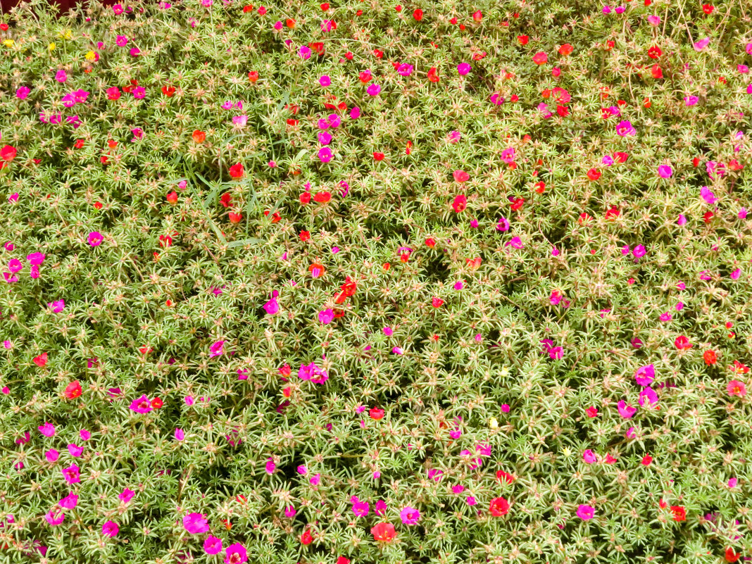 Паттерн - Сергей Рубан