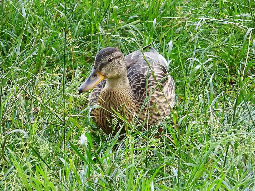 Любопытная уточка - Маргарита Батырева