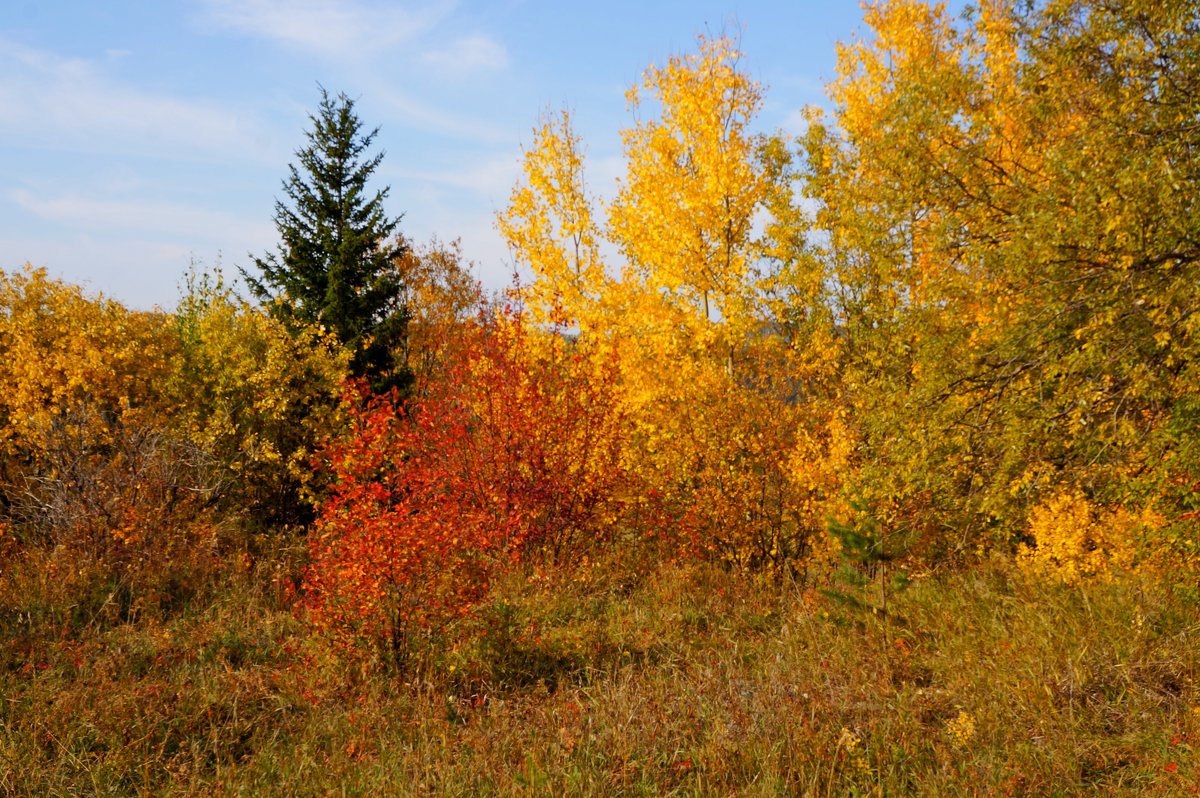 Палитра осени - Галина Подлопушная