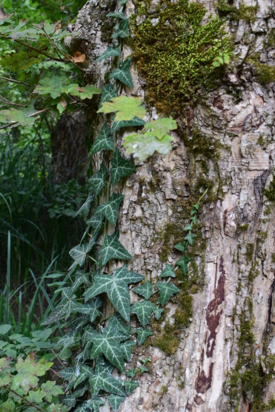 плющ - Ирина Дашкова-Красникова
