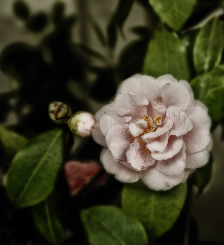 Розы - Alexander Dementev