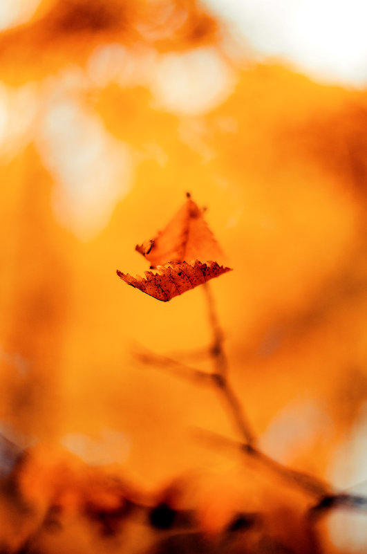 осень так и манит за собой в вечный танец смерти... - Инна 