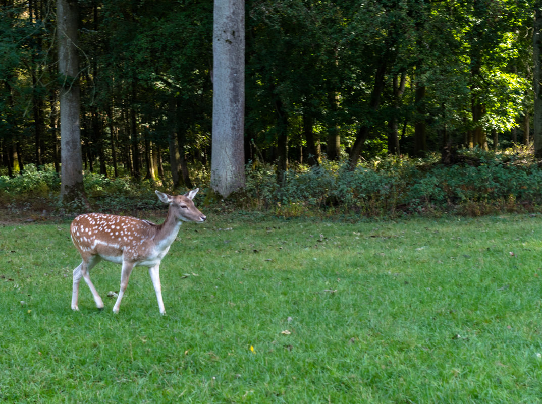 Wildpark, Düsseldorf - Witalij Loewin