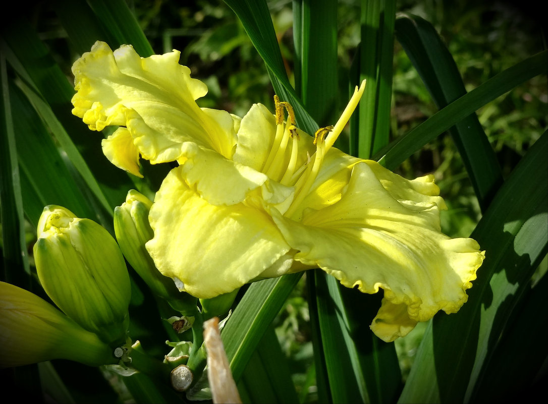 *** - Наталия Короткова