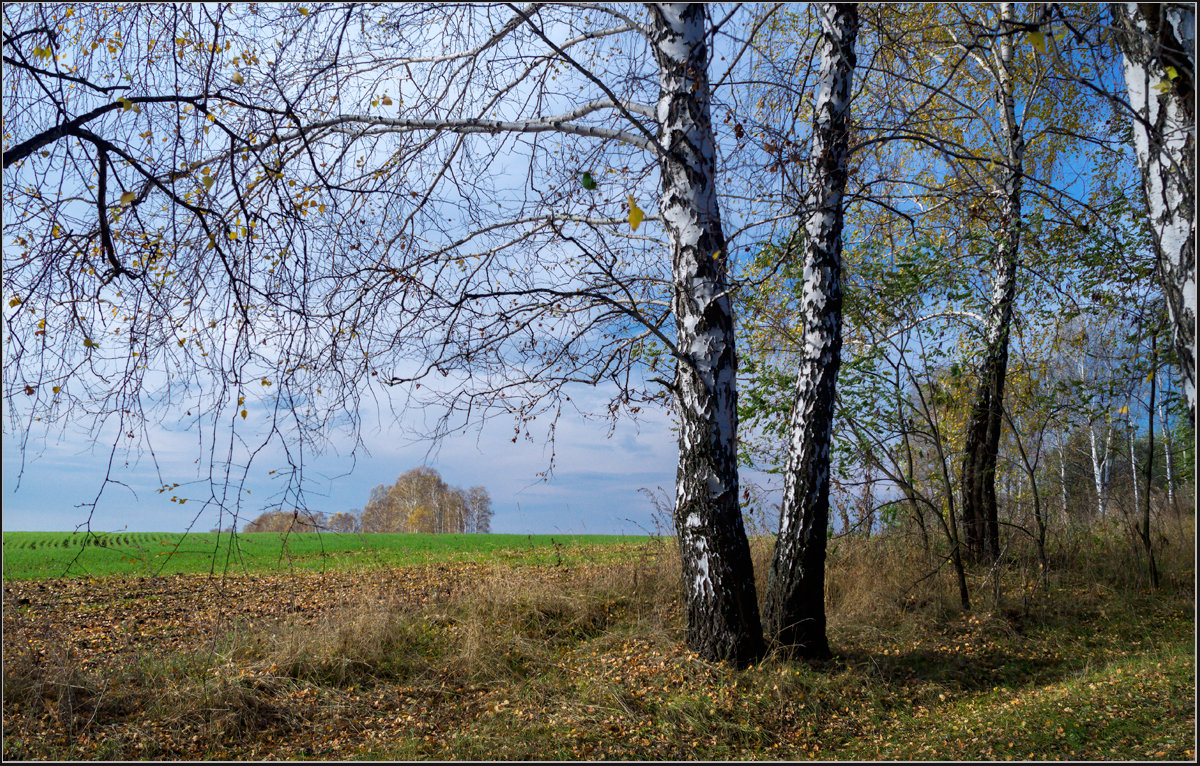 *** - Александр Лихачёв